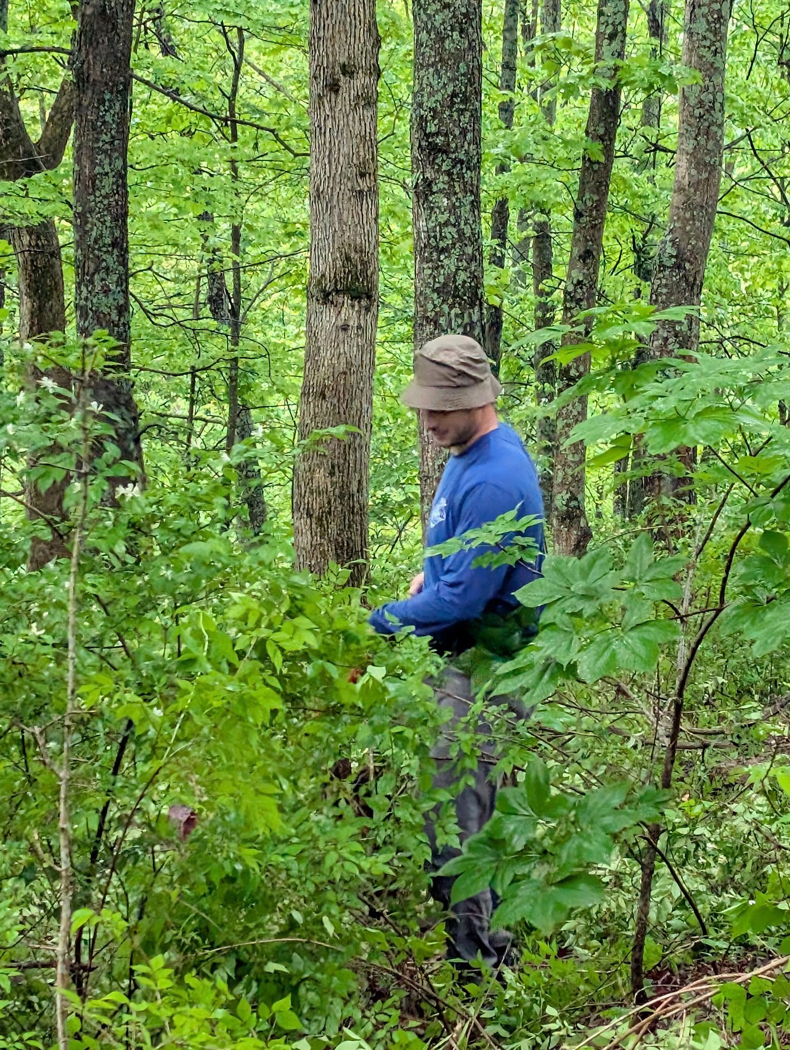 Removing invasive honeysuckle at the Minton Lodge property